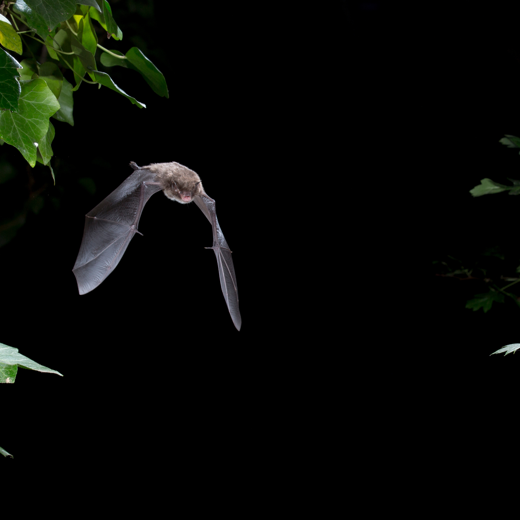 a bat flies between leaves at night